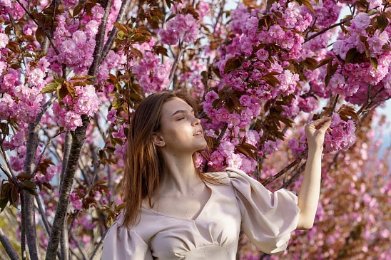 Любование цветущей сакурой